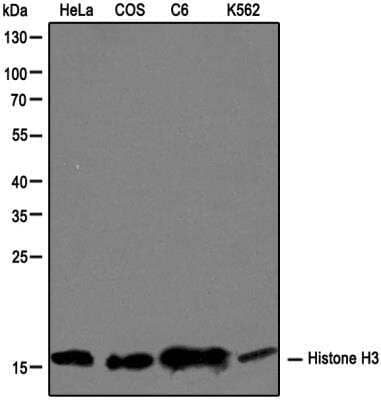 Western Blot: Histone H3 AntibodyBSA Free [NB500-171]