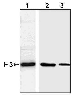 Western Blot: Histone H3 AntibodyBSA Free [NB500-171]