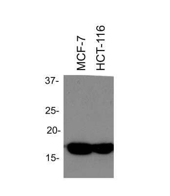 Western Blot: Histone H3 AntibodyBSA Free [NB500-171]