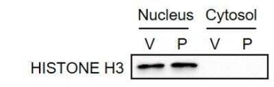 Western Blot: Histone H3 AntibodyBSA Free [NB500-171]