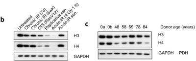 Western Blot: Histone H3 AntibodyBSA Free [NB500-171]