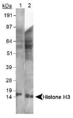 Western Blot: Histone H3 Antibody [NB500-267]