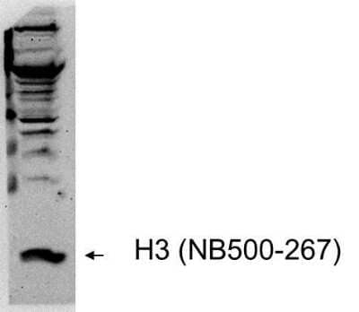 Western Blot: Histone H3 Antibody [NB500-267]