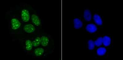 Immunocytochemistry/ Immunofluorescence: Histone H3.1 Antibody [NBP2-75524]