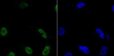 Immunocytochemistry/ Immunofluorescence: Histone H3.1 Antibody [NBP2-75524]