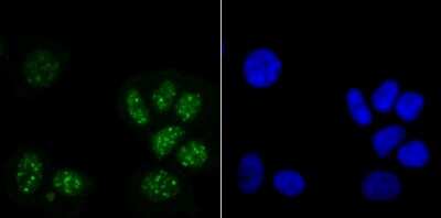 Immunocytochemistry/ Immunofluorescence: Histone H3.1 Antibody [NBP2-75524]