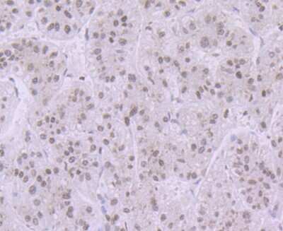 Immunohistochemistry-Paraffin: Histone H3.1 Antibody [NBP2-75524]