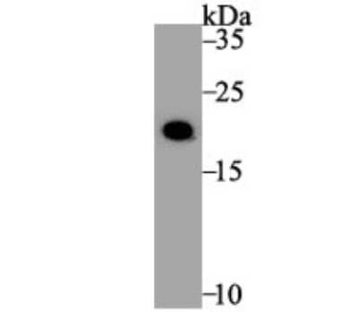 Western Blot: Histone H3.1 Antibody [NBP2-75524]