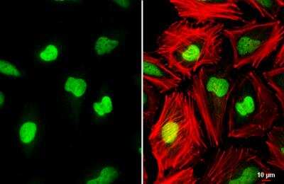 Immunocytochemistry/ Immunofluorescence: Histone H3.3 Antibody [NBP2-14981]