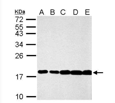 Western Blot: Histone H3.3 Antibody [NBP2-14981]