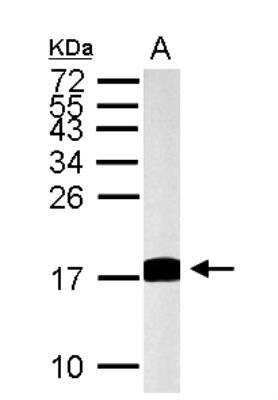 Western Blot: Histone H3.3 Antibody [NBP2-14981]