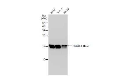 Western Blot: Histone H3.3 Antibody [NBP2-14981]