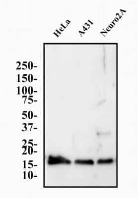 Western Blot: Histone H3.3 Antibody [NBP2-24697]