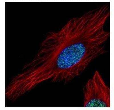 Immunocytochemistry/ Immunofluorescence: Histone H3.3A Antibody [NBP1-33767]