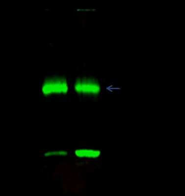 Immunoprecipitation: Histone H3.3A Antibody [NBP2-98769]