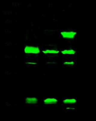 Western Blot: Histone H3.3A Antibody [NBP2-98769]