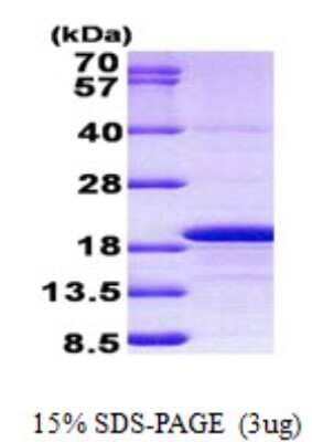 SDS-PAGE: Recombinant Human Histone H3.3A His Protein [NBP2-23098]