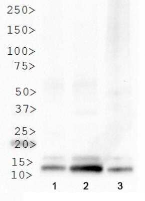 Western Blot: Histone H4 [Trimethyl Lys20] AntibodyBSA Free [NB21-2090]