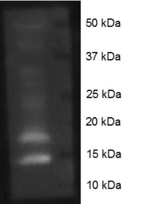 Western Blot: Histone H4 [ac Lys16] AntibodyBSA Free [NB21-2077]