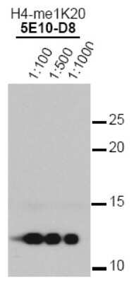 Western Blot: Histone H4 Antibody (5E10-D8)Azide and BSA Free [NBP2-80771]