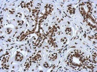 Immunohistochemistry-Paraffin: Histone H4 [ac Lys12, ac Lys16, ac Lys8, ac Lys5] Antibody [NBP2-16848]