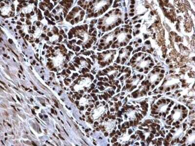 Immunohistochemistry-Paraffin: Histone H4 Antibody [NBP2-42856]