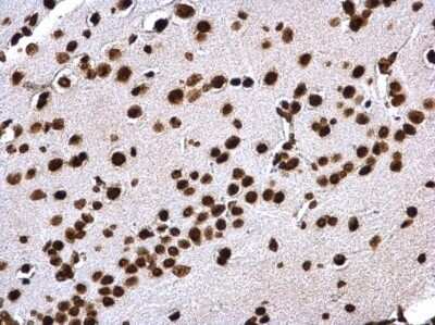 Immunohistochemistry-Paraffin: Histone H4 Antibody [NBP2-42856]