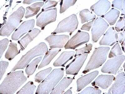 Immunohistochemistry-Paraffin: Histone H4 Antibody [NBP2-42856]