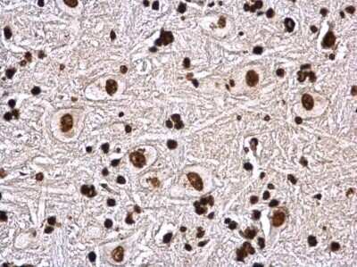 Immunohistochemistry-Paraffin: Histone H4 Antibody [NBP2-42856]