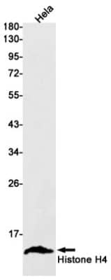 Western Blot: Histone H4 Antibody (S05-8H9) [NBP3-20040]