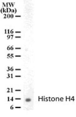 Western Blot: Histone H4 Antibody [NB100-56348]