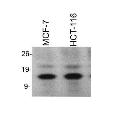 Western Blot: Histone H4 [ac Lys12, ac Lys16, ac Lys8, ac Lys5] Antibody [NBP2-16848]