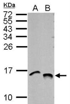 Western Blot: Histone H4 [ac Lys12, ac Lys16, ac Lys8, ac Lys5] Antibody [NBP2-16848]