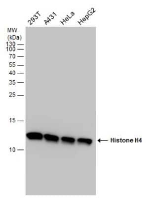 Western Blot: Histone H4 Antibody [NBP2-42856]