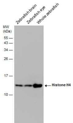 Western Blot: Histone H4 Antibody [NBP2-42856]