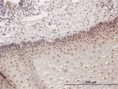 Immunohistochemistry-Paraffin: Homez Antibody [H00057594-B01P]