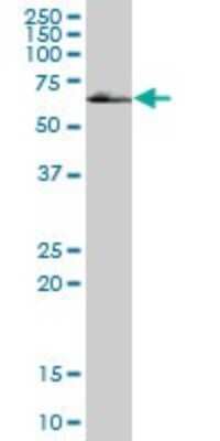 Western Blot: Homez Antibody [H00057594-B01P]