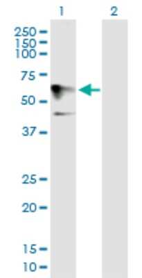 Western Blot: Homez Antibody [H00057594-B01P]