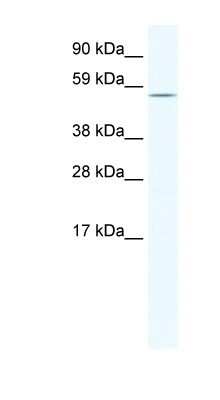 Western Blot: Homez Antibody [NBP1-80267]