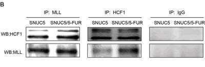 Immunoprecipitation: Host Cell Factor 1/HCFC1 Antibody [NB100-68209]