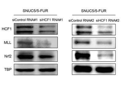 Knockdown Validated: Host Cell Factor 1/HCFC1 Antibody [NB100-68209]