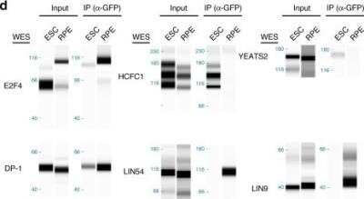 Simple Western: Host Cell Factor 1/HCFC1 Antibody [NB100-68210]
