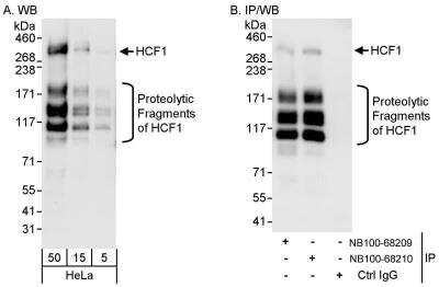 Western Blot: Host Cell Factor 1/HCFC1 Antibody [NB100-68209]