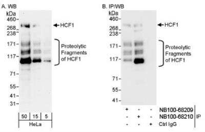 Western Blot: Host Cell Factor 1/HCFC1 Antibody [NB100-68210]