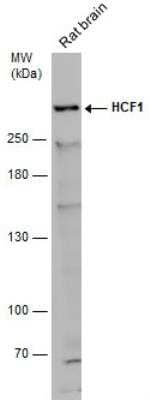 Western Blot: Host Cell Factor 1/HCFC1 Antibody [NBP2-16786]