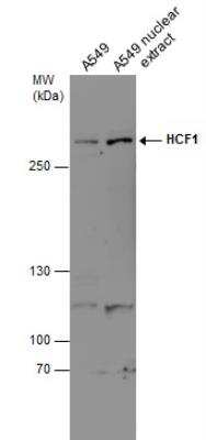 Western Blot: Host Cell Factor 1/HCFC1 Antibody [NBP2-16786]