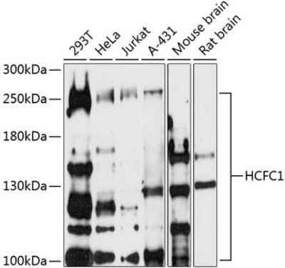 Western Blot: Host Cell Factor 1/HCFC1 AntibodyBSA Free [NBP3-03391]