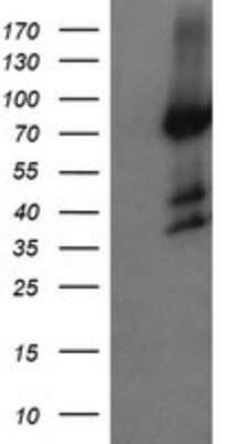 Western Blot: Host cell factor C2 Antibody (OTI5H9)Azide and BSA Free [NBP2-71862]