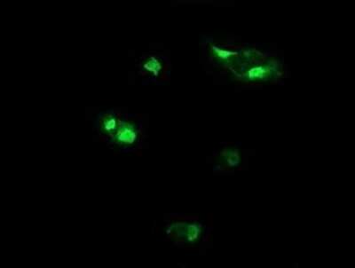 Immunofluorescence: Host cell factor C2 Antibody (OTI5H9) [NBP2-45733]