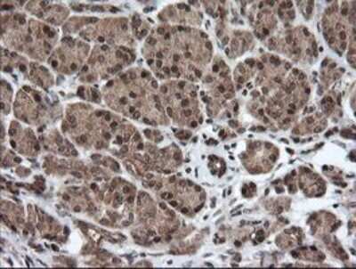 Immunohistochemistry: Host cell factor C2 Antibody (OTI5H9) [NBP2-45733]